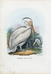 Great White Pelican, 1863-79